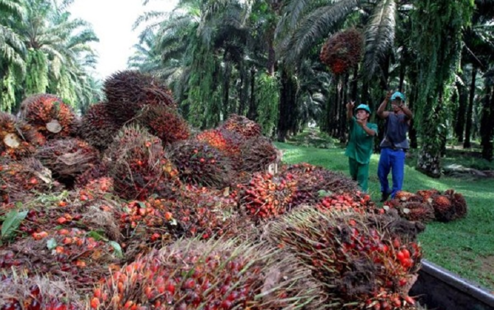 Okomu Oil declares Final Dividend of N26 for registered members 