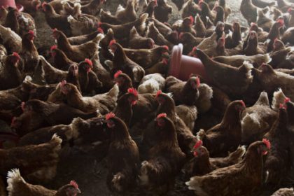 Bird flu continues spread as Trump’s pandemic experts are MIA