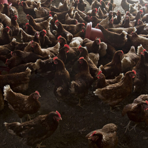 Bird flu continues spread as Trump’s pandemic experts are MIA