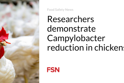 Researchers demonstrate Campylobacter reduction in chickens