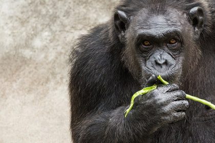 Animals Are Doctors Too: Hidden Therapies We Can Learn From