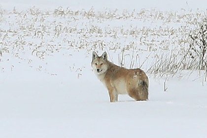 Coyote sightings rise as snow makes food scarce