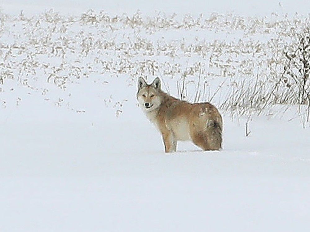 Coyote sightings rise as snow makes food scarce