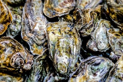 The Surprising Source of Next-Gen Antibiotics: Oyster Blood