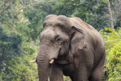 Editorial: Mammoth de-extinction is bad conservation