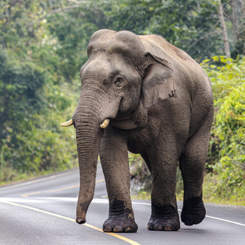 Editorial: Mammoth de-extinction is bad conservation