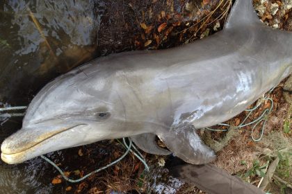 Starving Dolphins in Florida Traced to Algae Bloom Fueled by Human Waste