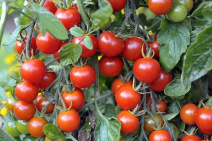 Pellerin: Vegetables on the verge — Ottawa may finally loosen its rules