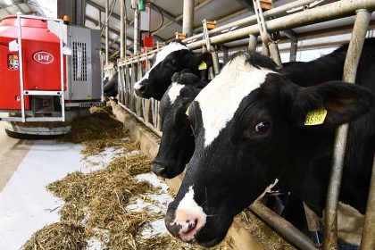 How dairy robots are changing work for cows and farmers