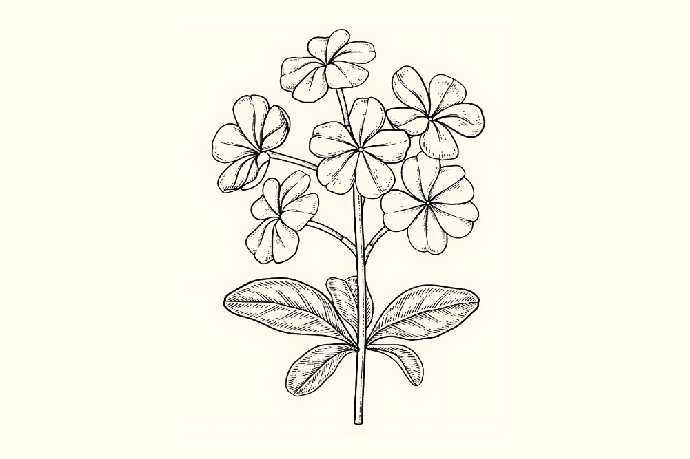 St John’s wort (Hypericum perforatum)