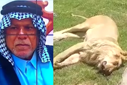 Man brutally k!lled by pet lion days after buying  it to keep in his garden