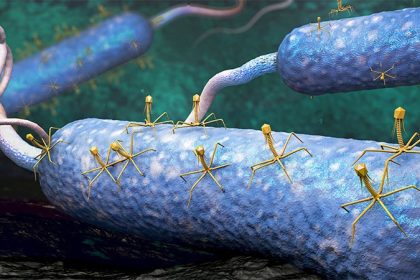 Gut Microbiome: Much More Than Bacteria