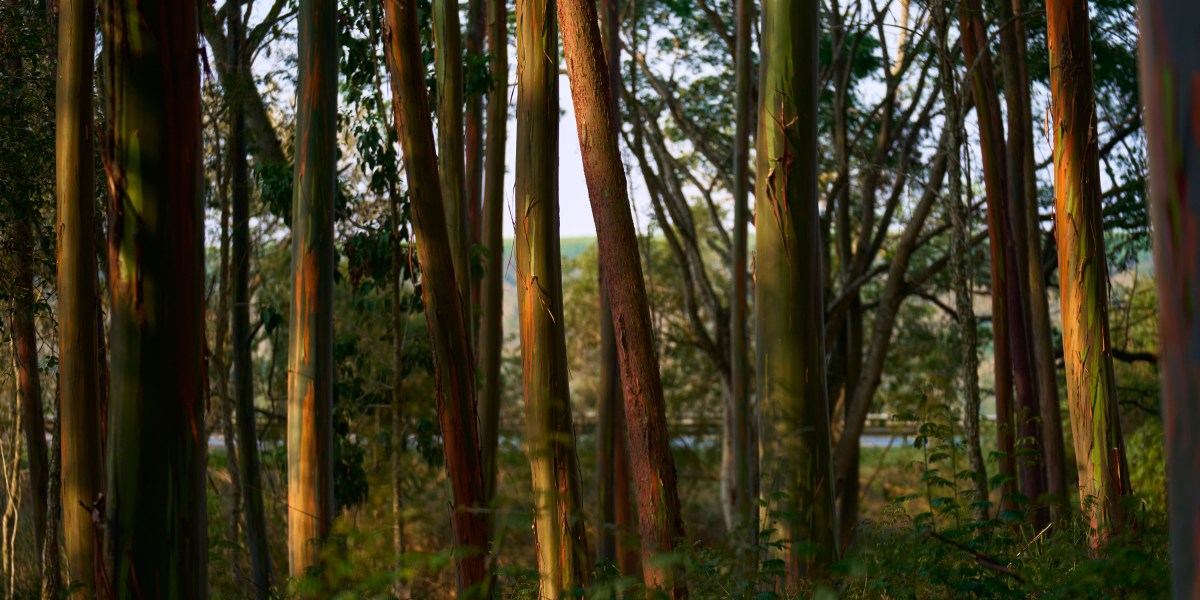 The Download: Apple’s eucalyptus carbon bet, and climate tech’s bad vibes
