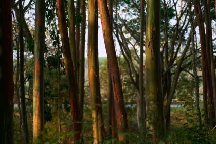 Inside the controversial tree farms powering Apple’s carbon neutral goal