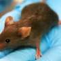 A common diabetes drug may prevent leukemia, mouse study suggests