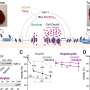 Mitochondrial protein may improve selective liver cancer treatment