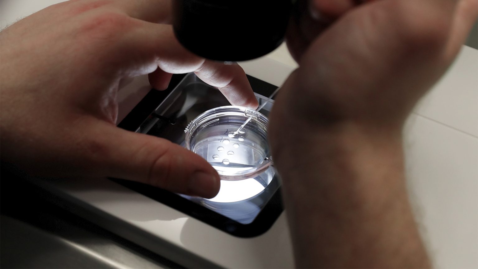 Trump Reviewing IVF Policy Recs Promised in Executive Order, White House Says
