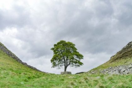 Kevin Costner’s ‘Robin Hood’ tree is at the center of a criminal trial