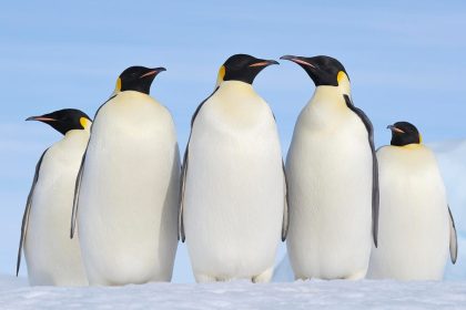 Want to run your favorite local AI models on Linux? This app makes it easy