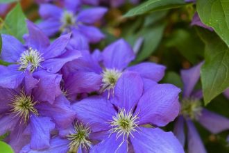 The City Gardener: Clematis, queen of the garden 