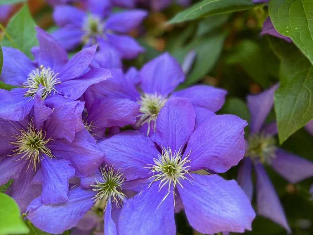 The City Gardener: Clematis, queen of the garden