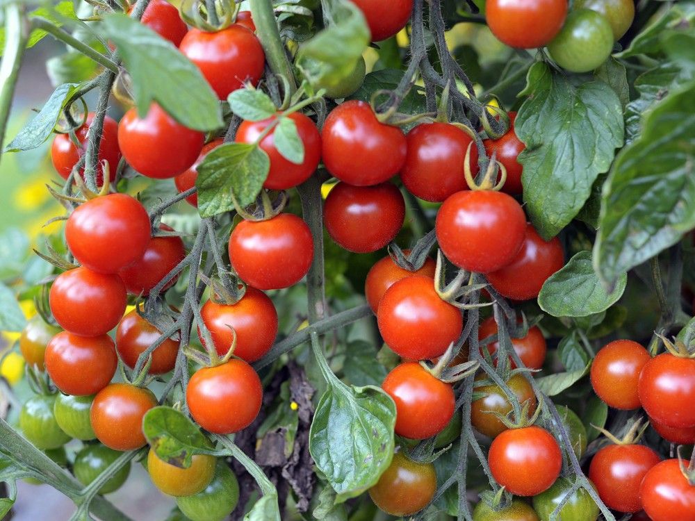 Ottawa’s community garden program needs formal mandate, centralized operations: city staff