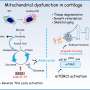 Malfunctions in mitochondria found to influence skeletal aging