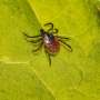 Post-treatment Lyme disease syndrome may be driven by remnants of infection