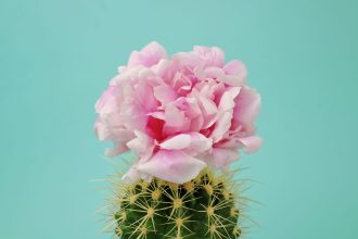 How to Be More Positive—Without Faking or Forcing It