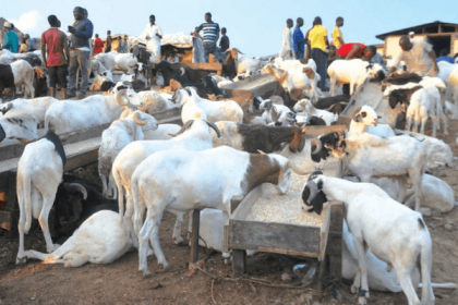 ‘Rams everywhere, no buyers’: Abuja livestock traders lament poor Eid el-Kabir sales 