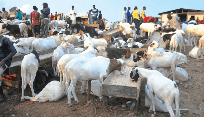 ‘Rams everywhere, no buyers’: Abuja livestock traders lament poor Eid el-Kabir sales
