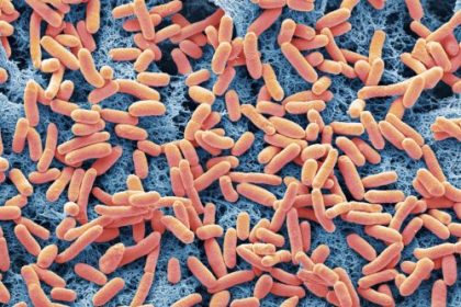 A dangerous E. coli strain has emerged; a small mutation may explain its rise