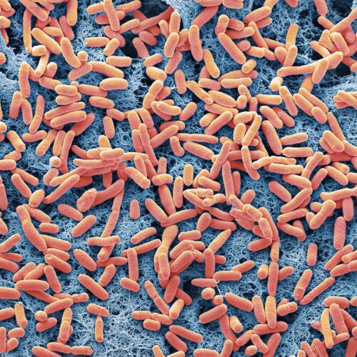 A dangerous E. coli strain has emerged; a small mutation may explain its rise