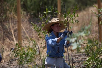 The Japanese method of creating forests comes to Mexico