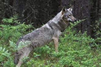 Giles: Ontario must not dismantle protection for endangered wildlife