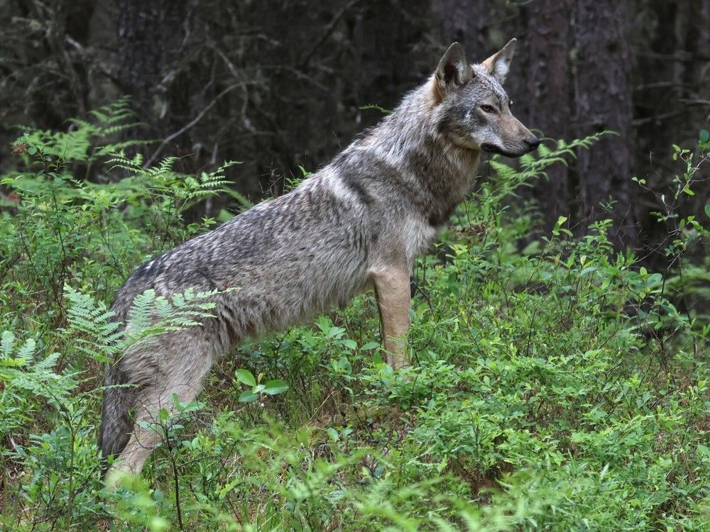 Giles: Ontario must not dismantle protection for endangered wildlife