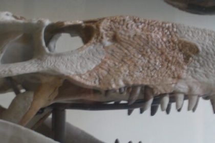 Carnivorous crocodile-like monsters used to terrorize the Caribbean