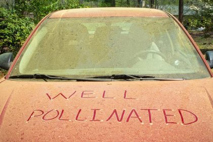 A Yellow Warning: This Year’s Pollen Surge Was More Than Just a Nuisance