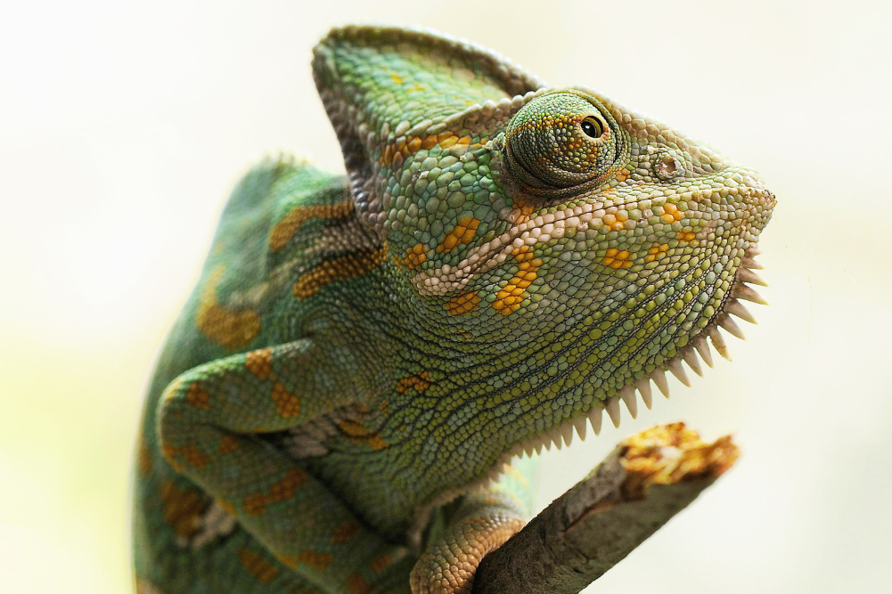 An evolutionary gamble