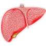 Diabetes drug shows benefits for patients with liver disease