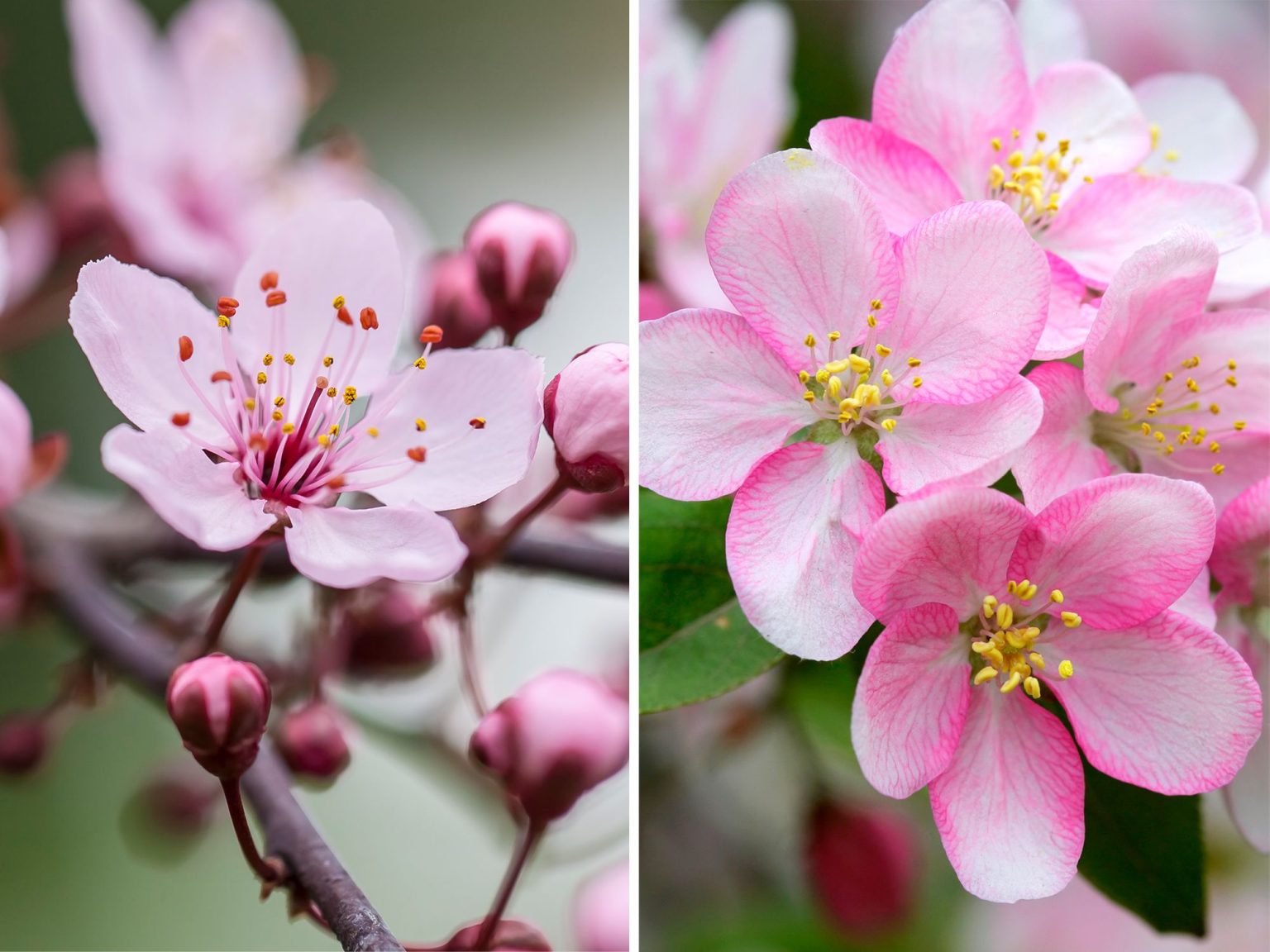 Spring in Ottawa is full of pink petals, few from cherry blossoms