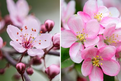 Spring in Ottawa is full of pink petals, few from cherry blossoms