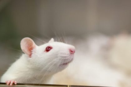 Scientists figure out how the brain forms emotional connections