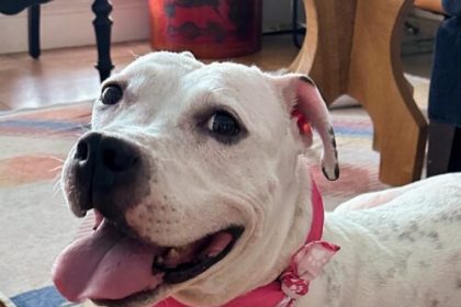 I helped a lost dog’s AirTag ping its owner: An ode to replaceable batteries