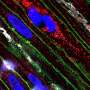 Piezo1 protein discovered as critical regulator of gut health