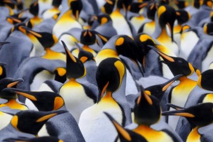Penguin poop may help preserve Antarctic climate