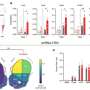 A glycoprotein marks cocaine-activated brain neurons and regulates cocaine reward