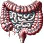 Why the appendix is much more important than we once thought