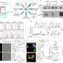 Blocking CD200R1 protein offers new strategy for treatment-resistant blood cancers