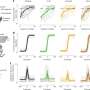 Different genetic roots of autism may lead to shared brain activity and behaviors